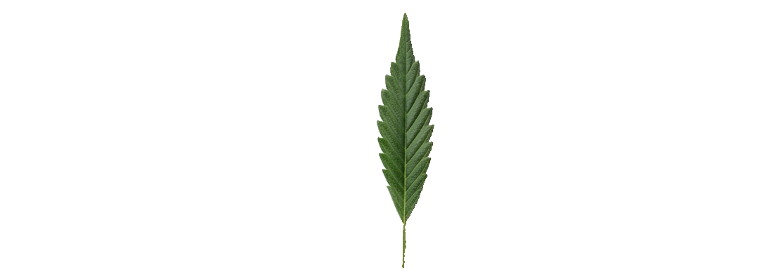 The Hippie House
